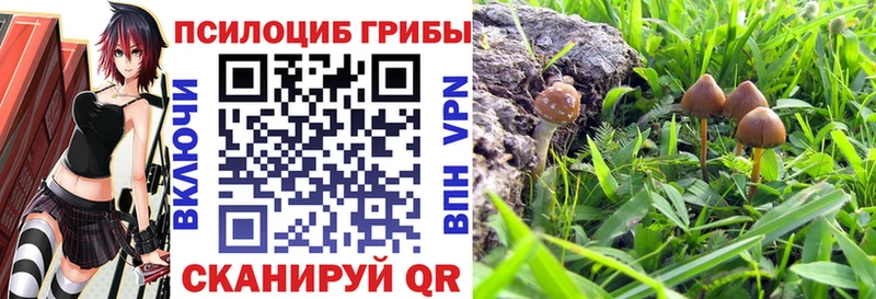 дарнет шоп  Чулым  Галлюциногенные грибы Magic Shrooms 